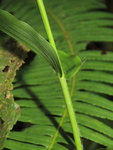 Image of Panicum brevifolium by (c) chiuluan, some rights reserved (CC BY)
