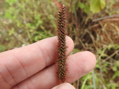 Setaria sphacelata