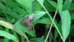 Macroglossum troglodytus