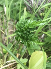 Conioselinum gmelinii