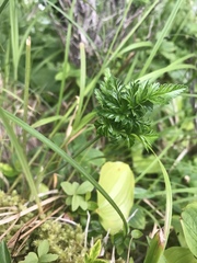 Conioselinum gmelinii