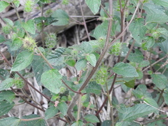 Acalypha arvensis
