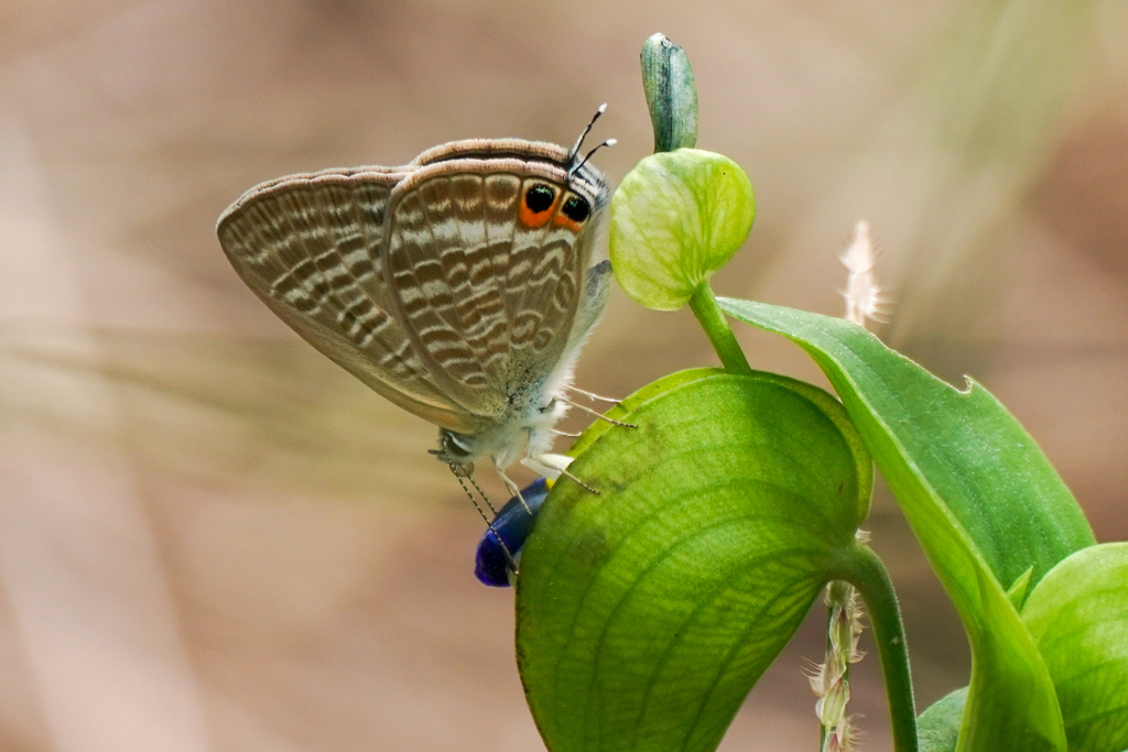 多摩市生きもの調査隊 Tama City Biodiversity Monitoring