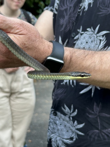 Northern Tree Snake sighting
