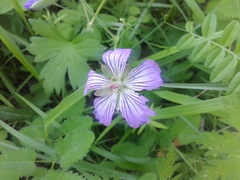 Geranium wlassovianum
