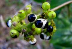 Tournefortia subsessilis