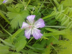 Geranium wlassovianum