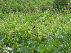 Amblyramphus holosericeus