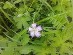 Geranium wlassovianum