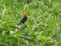 Amblyramphus holosericeus