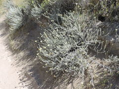 Senecio filaginoides