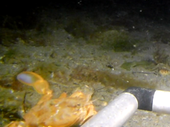 Liocarcinus depurator