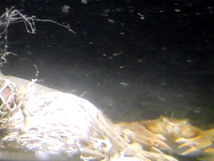 Liocarcinus depurator