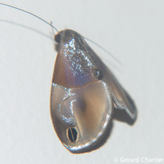 Cacyparis tenuipalpis