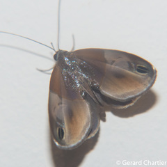 Cacyparis tenuipalpis