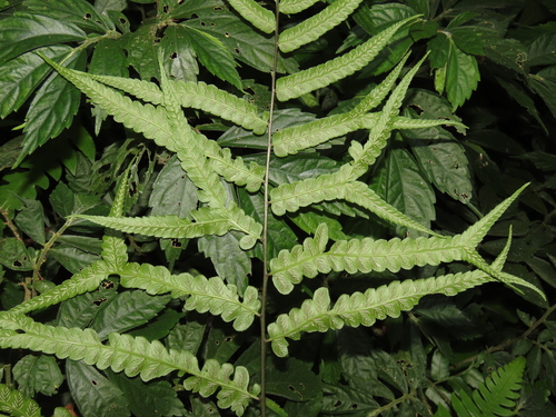 Image of Widened Twin-sorus Fern by (c) chiuluan, some rights reserved (CC BY)
