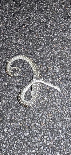 Coastal Carpet Python sighting