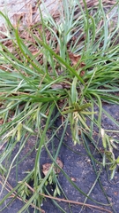 Cyperus bipartitus