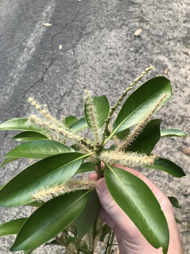 Image of Lithocarpus edulis by no rights reserved