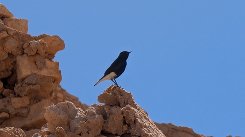 White-crowned Wheatear