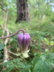 Clematis carrizoensis