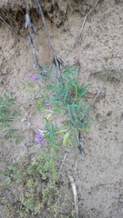 Astragalus arenarius