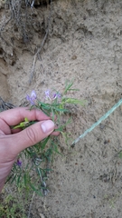 Astragalus arenarius