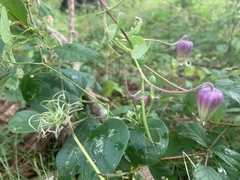 Clematis carrizoensis