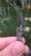 Pleurota aristella