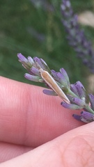 Pleurota aristella