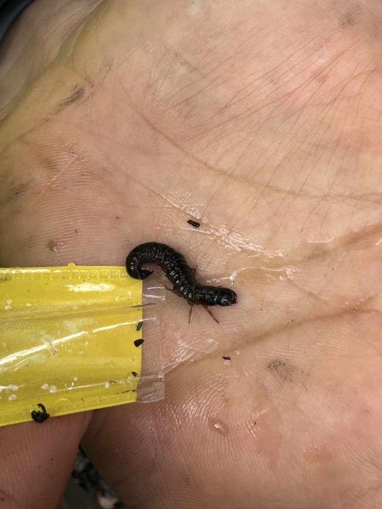 Apochauliodes