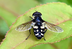 Sericomyia lata