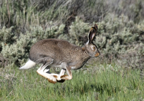 White-tailed Jackrabbit photographed in Colorado