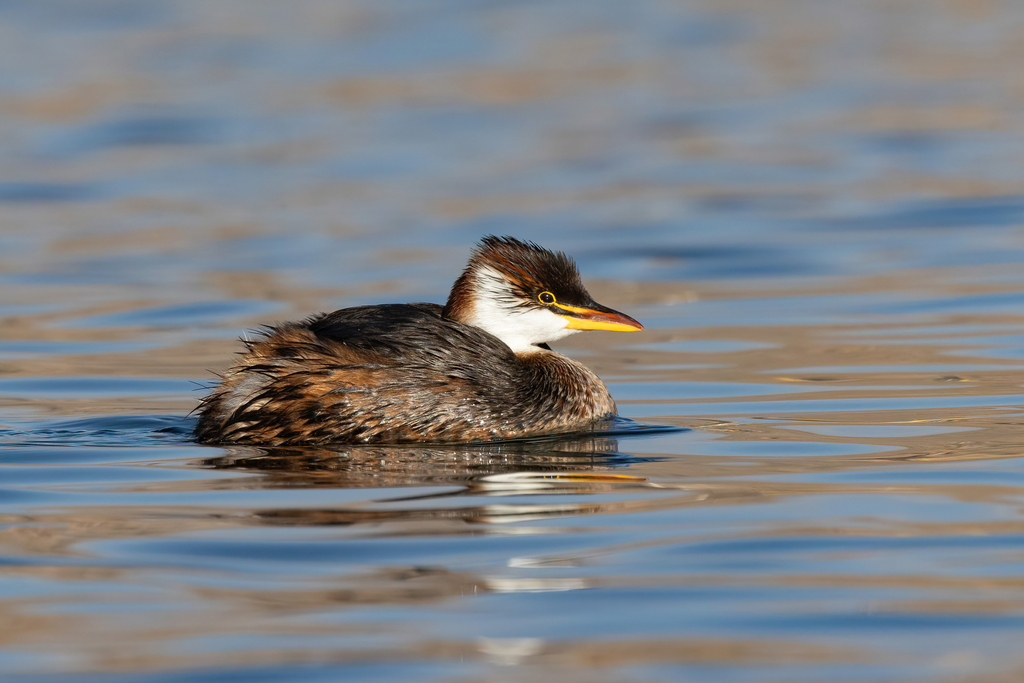 Titicaca Grebe