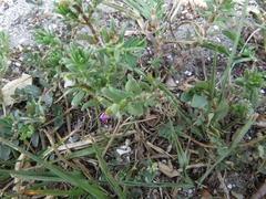 Portulaca amilis