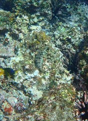 Gobioclinus dendriticus