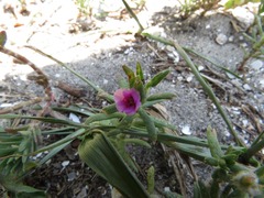 Portulaca amilis