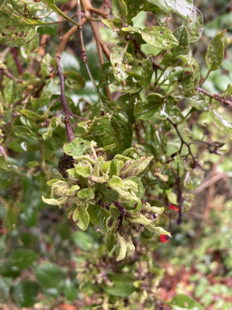 Aceria lycopersici