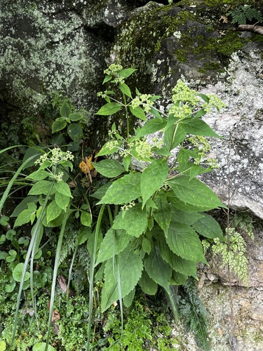 Patrinia monandra, photograph 6