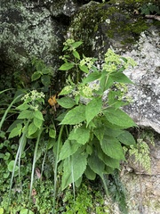 Patrinia monandra, photograph (c) 黃美滿, some rights reserved (CC BY)