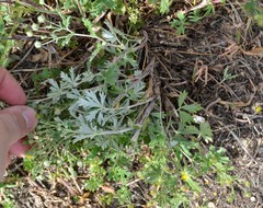 Potentilla argentea