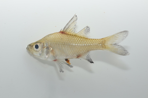 Chanda perch (Ambassis agrammus) — Ambassidae — 2