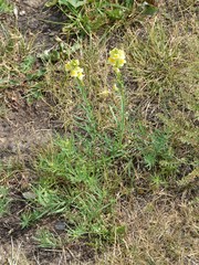Linaria vulgaris