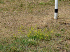 Melilotus officinalis