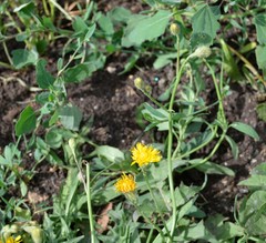 Scorzoneroides autumnalis
