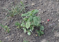 Amaranthus retroflexus