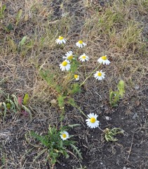 Tripleurospermum inodorum