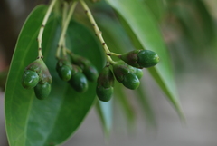 Cinnamomum kotoense