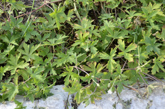Geranium sibiricum