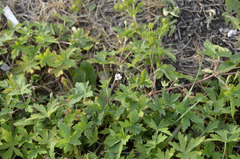 Geranium sibiricum